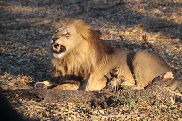 Lion - Africa