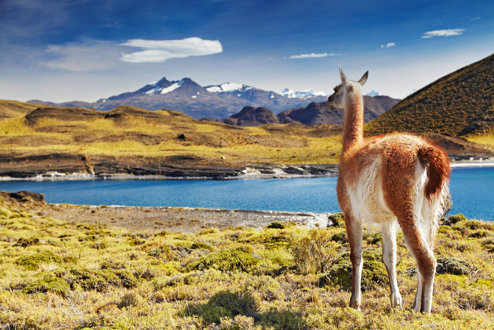 Guanaco,In,Torres,Del,Paine,National,Park,,Patagonia,,Chile