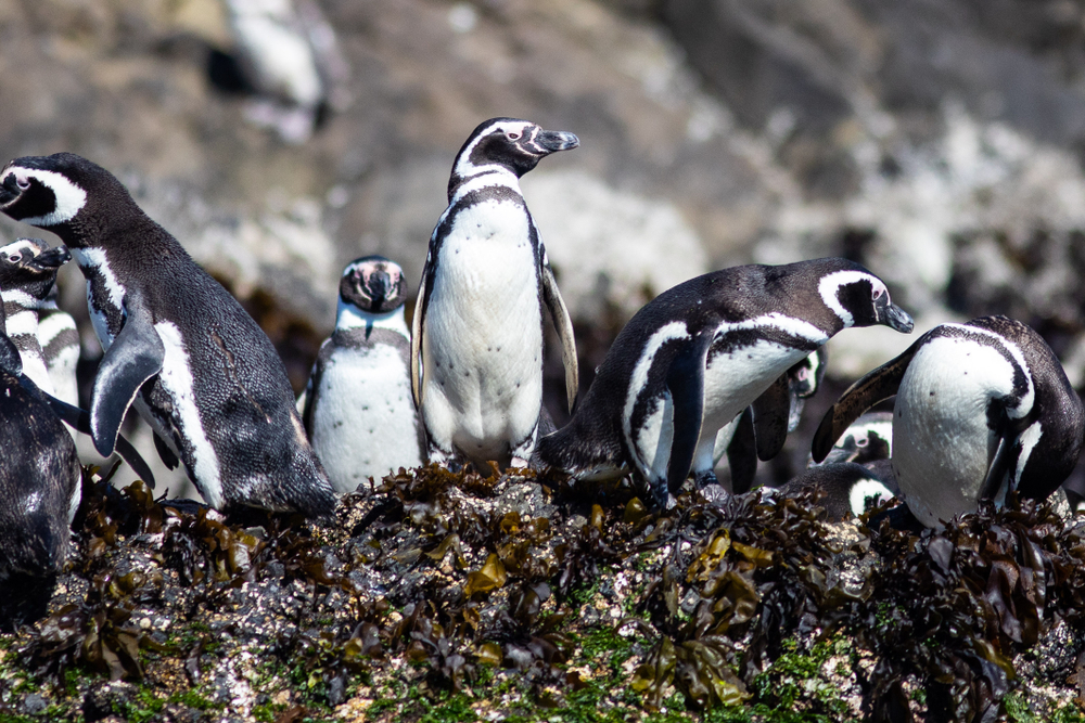 Magellanic,And,Humboldt,Penguin,Colony,On,Chiloe,Island,,Chile