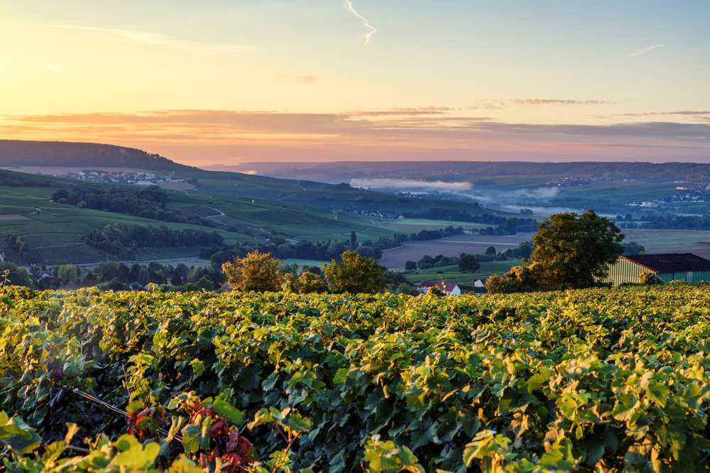 Champagne,Region,In,France.,A,Beautiful,View