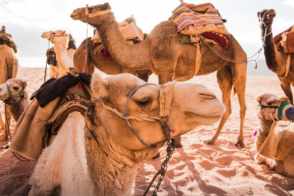 Camel,In,Desert,In,A,Sunny,Day