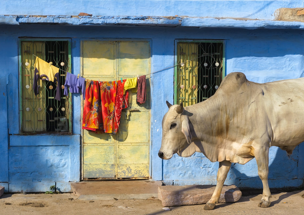 Small group tour, Luxury travel, travel for women, India, Rajasthan,
